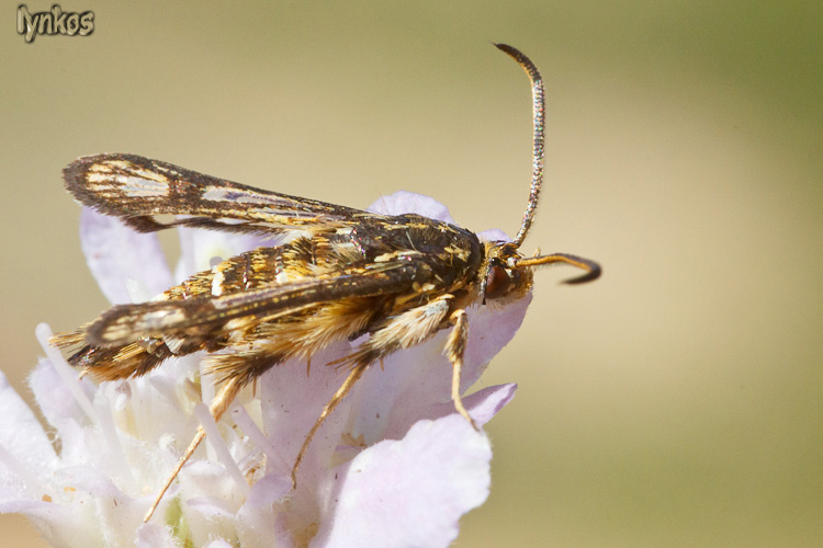 Lepidottero peloso:  cfr. Chamaesphecia sp. (Sesiidae)