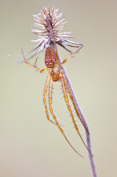 Ragno elegante: Metellina sp. - Barisciano (AQ)