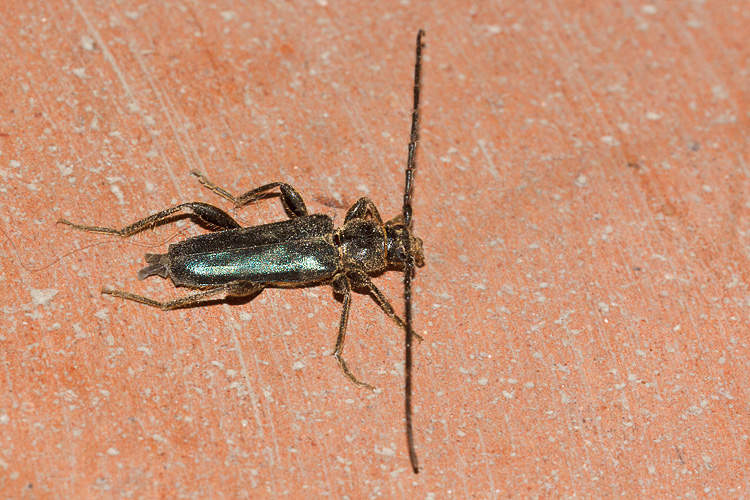 Cerambycidae di casa - Phymatodes testaceus