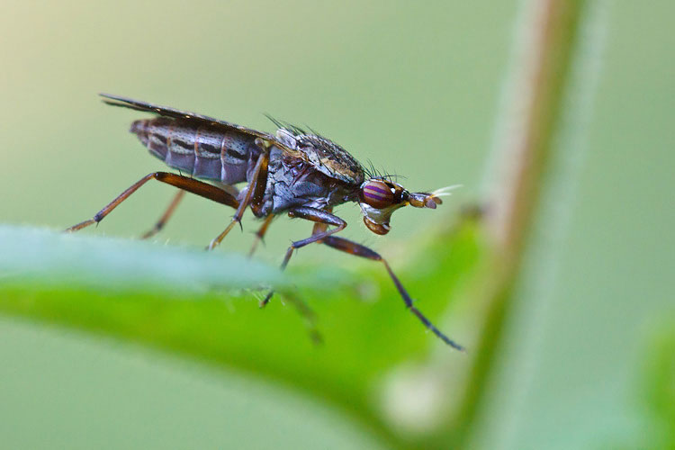 Sciomyzidae?