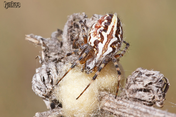 Neoscona adianta  e Acuilepeira armida - L''Aquila