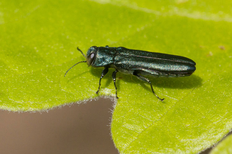 Agrilus sulcicollis (cf.)