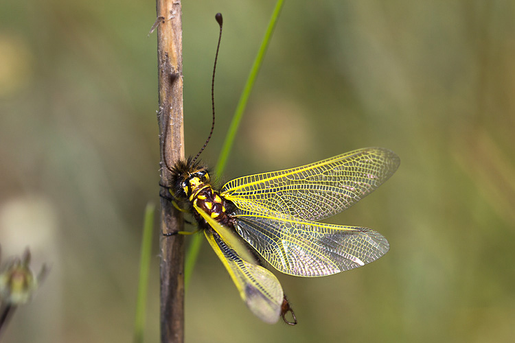 Libelloides, ma quale? - Libelloides longicornis