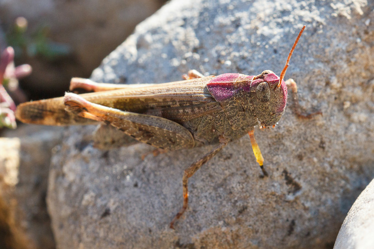 Aiolopus strepens che si arrossisce