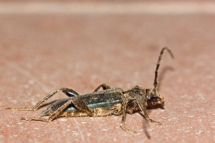 Cerambycidae di casa - Phymatodes testaceus