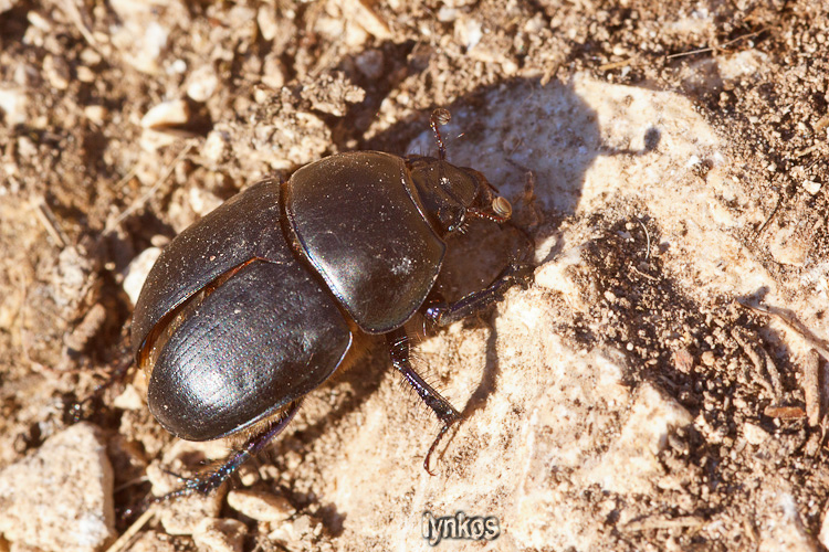 Sericotrupes niger invernale