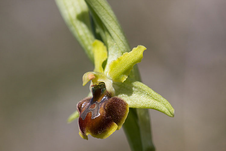 Ophrys... ma quale?