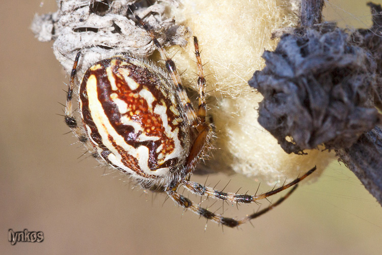 Neoscona adianta  e Acuilepeira armida - L''Aquila