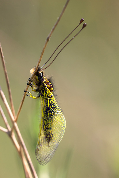 Libelloides, ma quale? - Libelloides longicornis