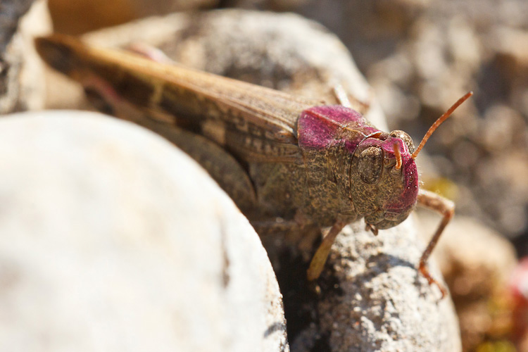 Aiolopus strepens che si arrossisce