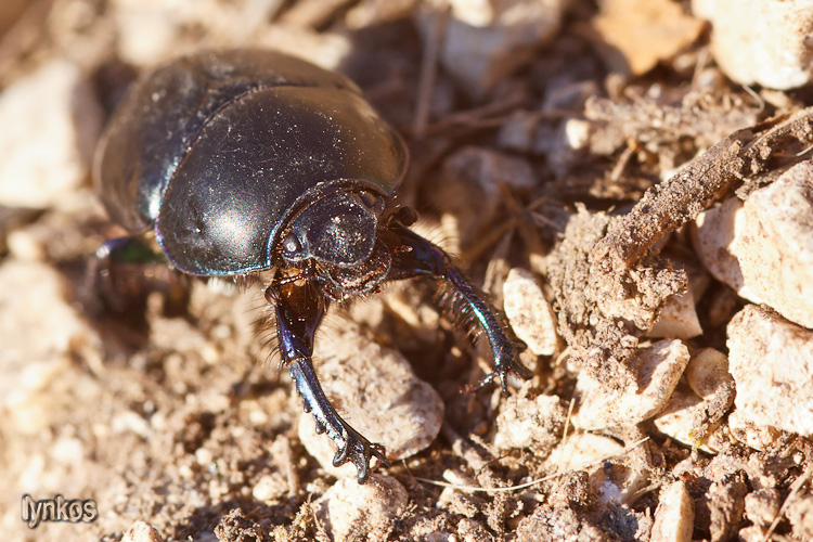 Sericotrupes niger invernale