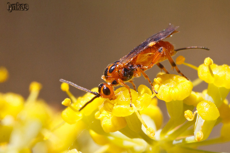 Braconidae nero e arancione... ci riprovo!