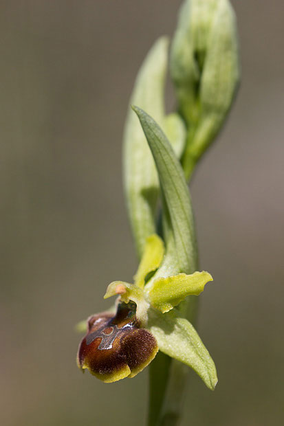 Ophrys... ma quale?