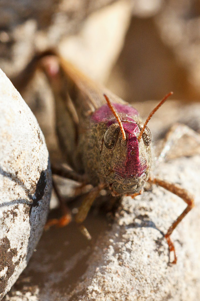 Aiolopus strepens che si arrossisce