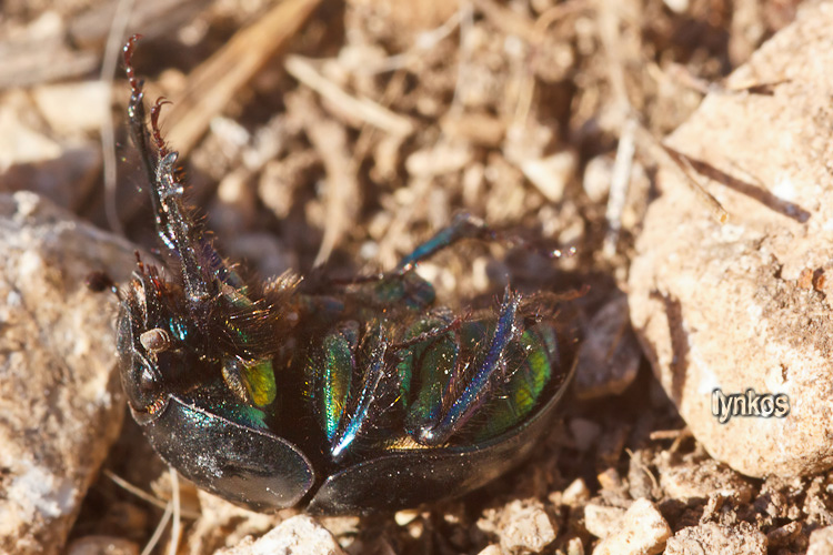 Sericotrupes niger invernale