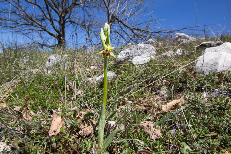 Ophrys... ma quale?