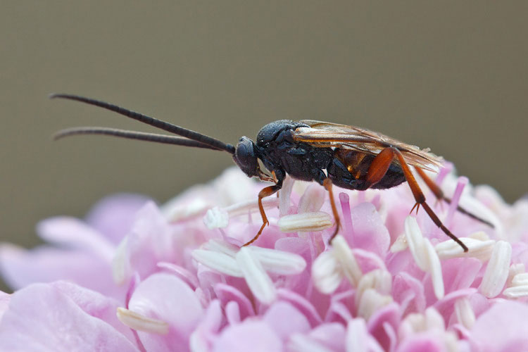 Faccia da Braconidae?