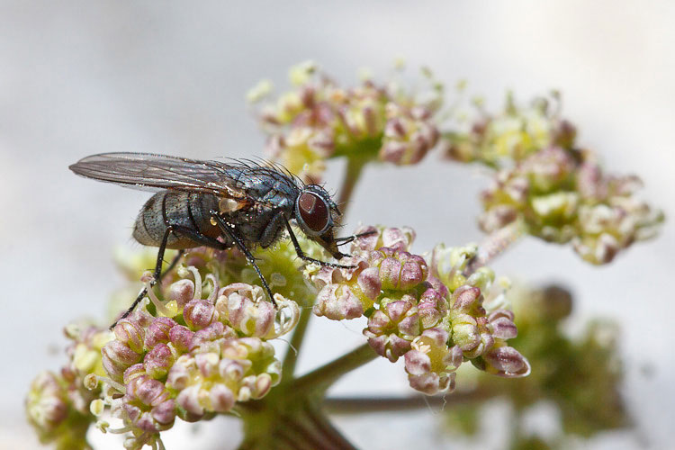 Mosca di quota