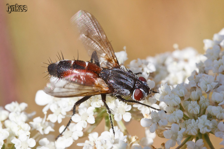 Mintho rufiventris (Tachinidae)