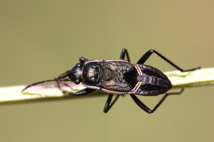 Lygaeidae (?) elegante