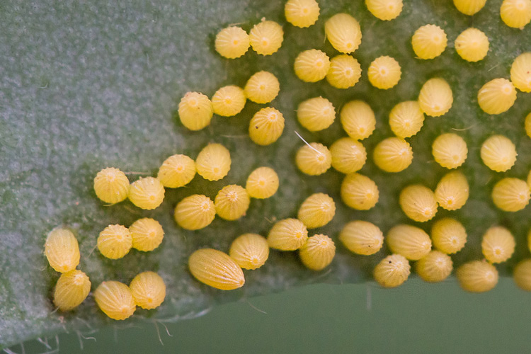 Uova di lepidottero su Brassicaceae