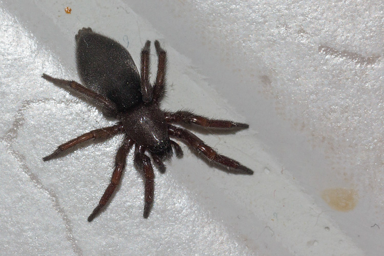 Scotophaeus scutulatus - Barisciano (AQ)