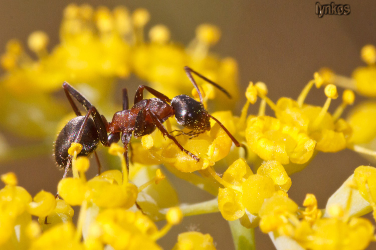 Formica sp. su ombrellifera