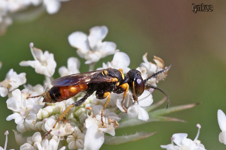 Grandi occhi... chi sa di chi? Dinetus pictus (Crabronidae)