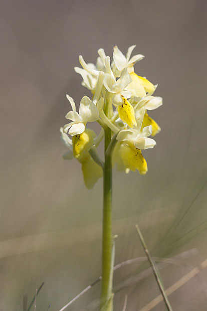 Mi confermate Orchis pauciflora?