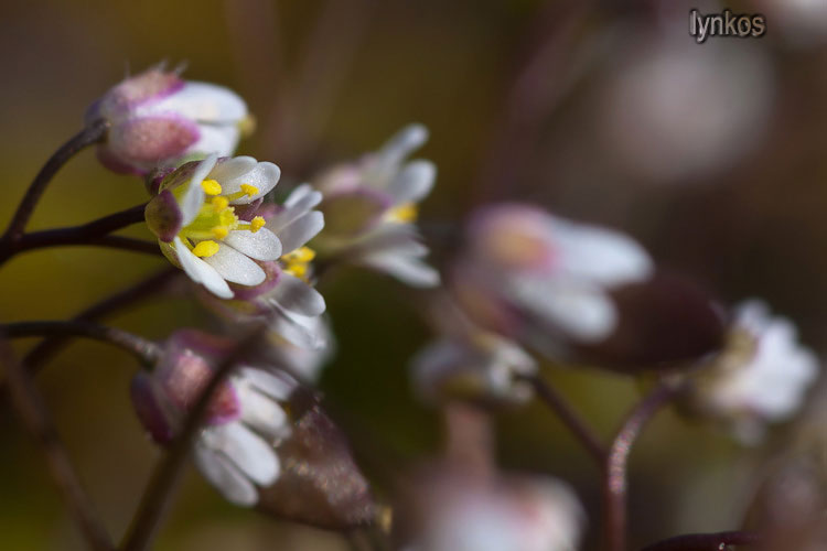 Ostia (RM) : Erophila verna