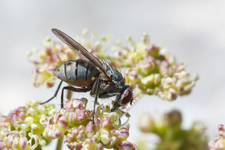 Mosca di quota