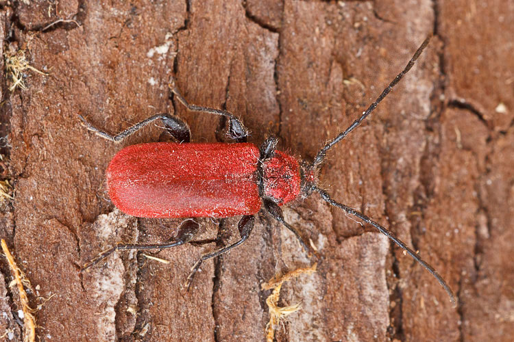 Cerambycidae dalla legna - Pyrrhidium sanguineum