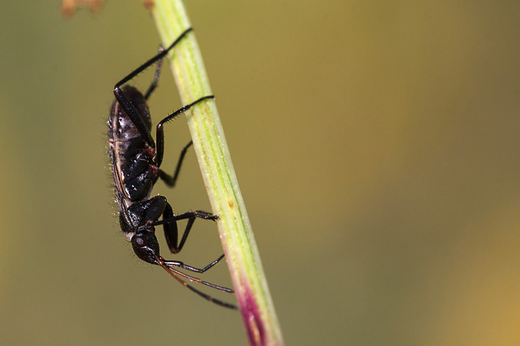 Lygaeidae (?) elegante