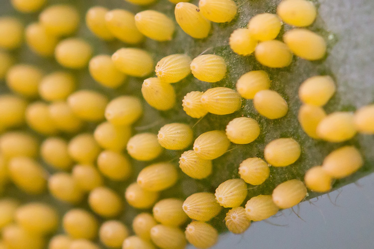 Uova di lepidottero su Brassicaceae