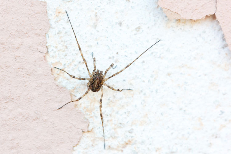 Opiliones con le gambe tigrate