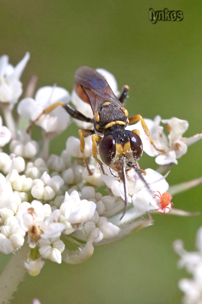 Grandi occhi... chi sa di chi? Dinetus pictus (Crabronidae)