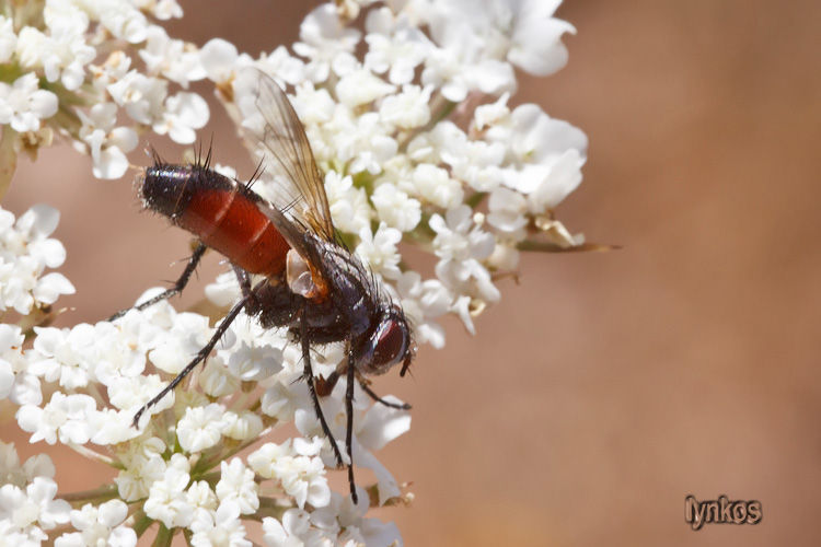 Mintho rufiventris (Tachinidae)