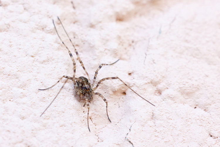 Opiliones con le gambe tigrate