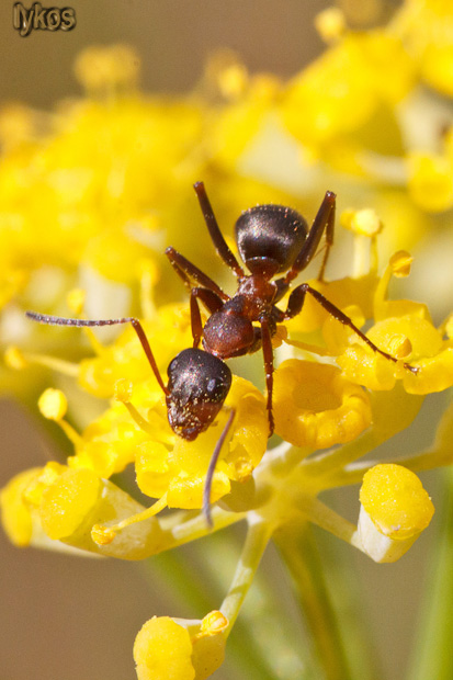 Formica sp. su ombrellifera