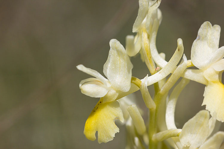 Mi confermate Orchis pauciflora?