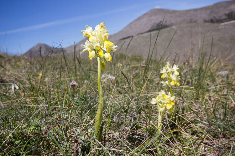 Mi confermate Orchis pauciflora?