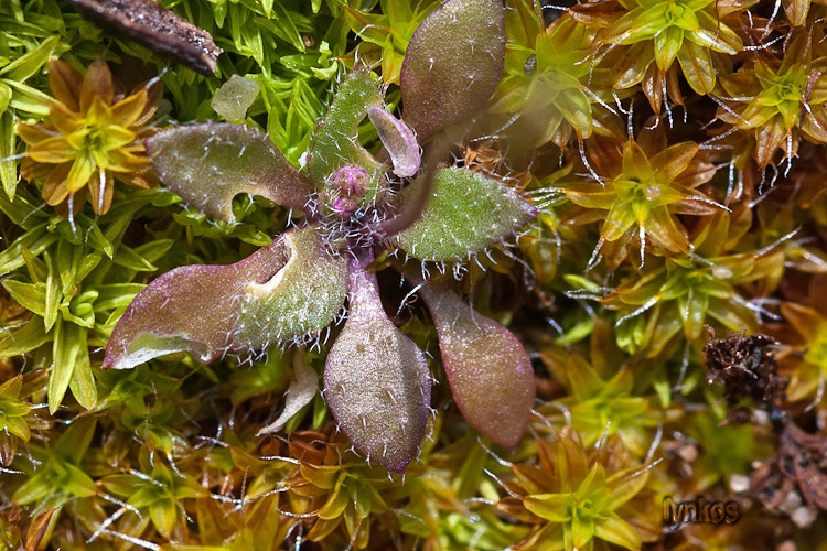 Ostia (RM) : Erophila verna