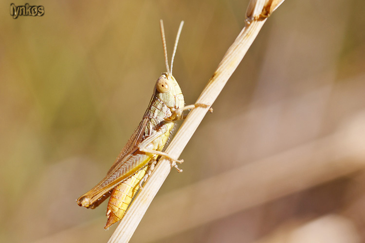 Ortottero slanciato: Euchorthippus declivus