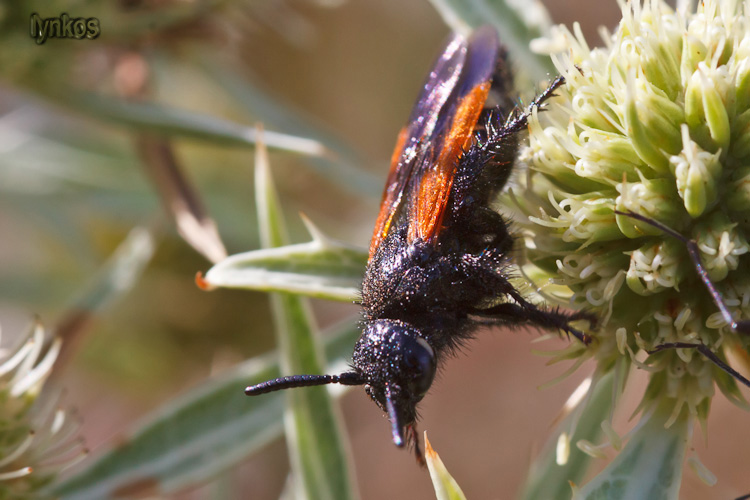 Scolia sexmaculata