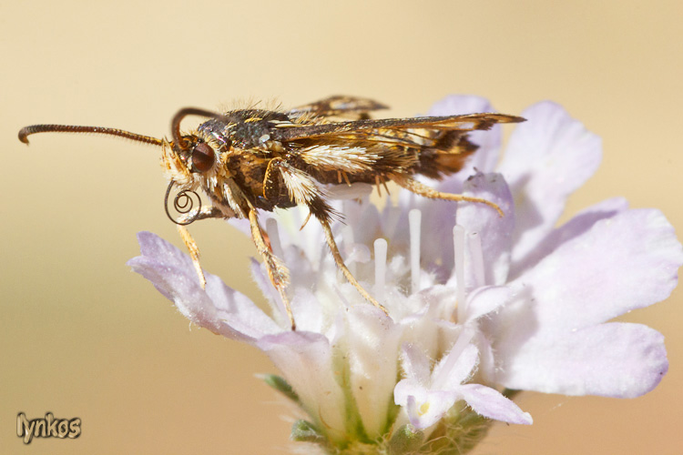 Lepidottero peloso:  cfr. Chamaesphecia sp. (Sesiidae)