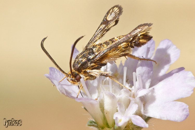 Lepidottero peloso:  cfr. Chamaesphecia sp. (Sesiidae)