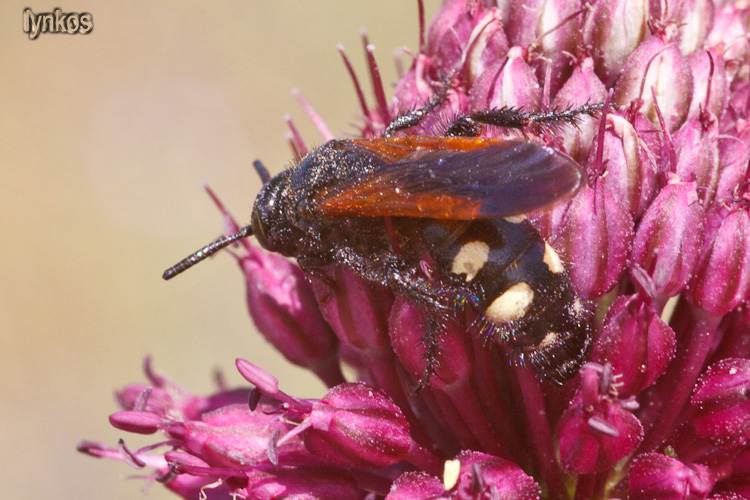 Scolia sexmaculata