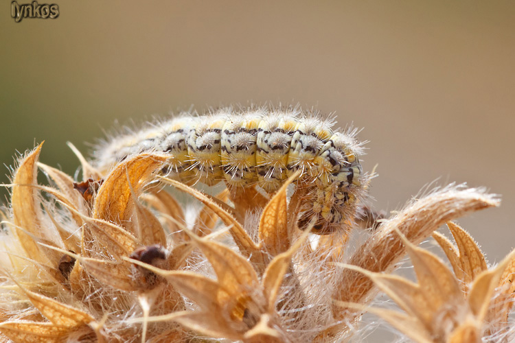 Bruco fra le piante secche - Eilema palliatella