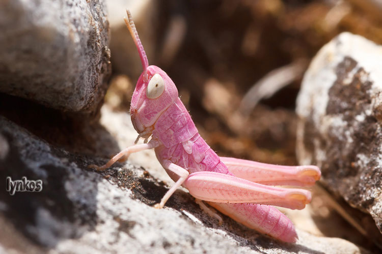 La cavalletta di Barbie