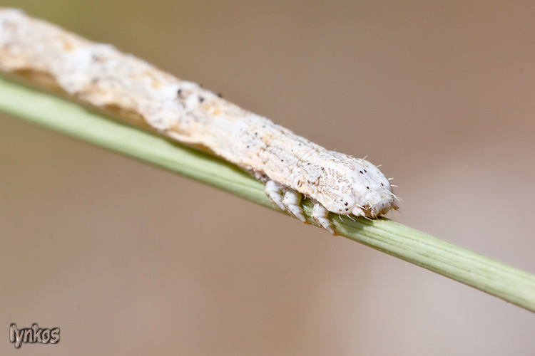 Bruco di Geometridae?